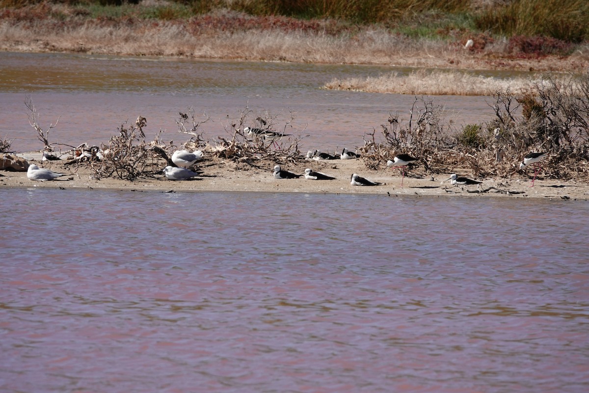 Кулик-довгоніг строкатий - ML646654984