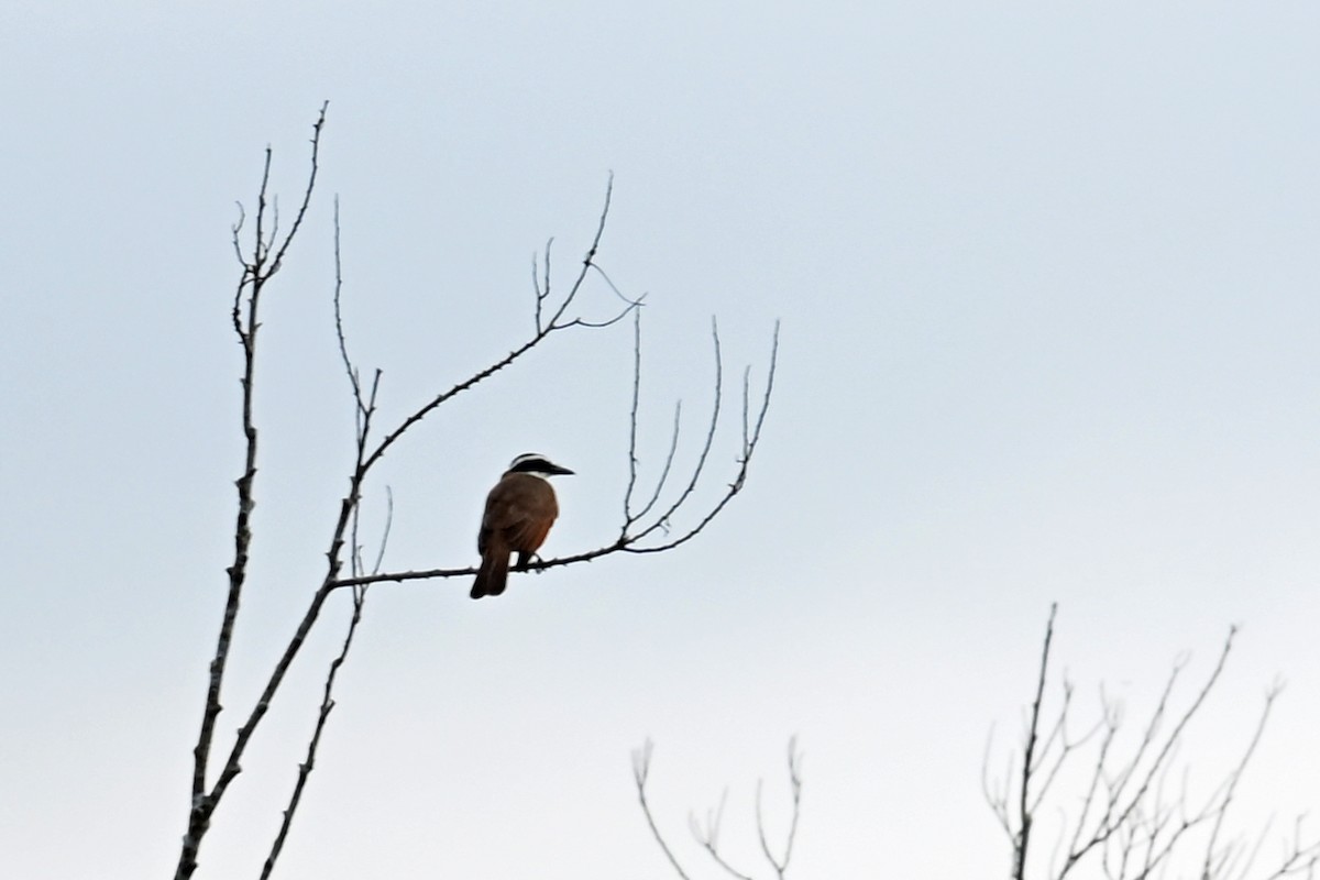 Tyran quiquivi - ML646654986