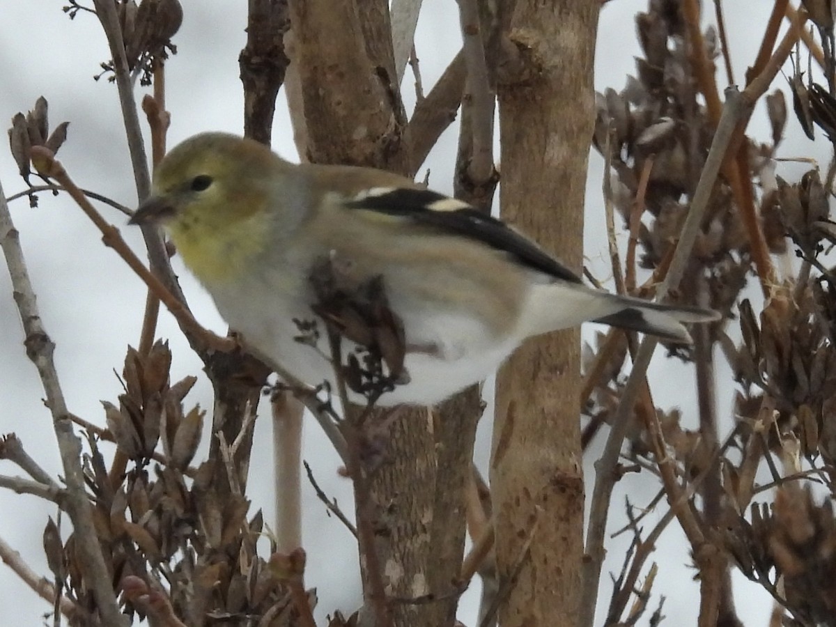 Chardonneret jaune - ML646654987
