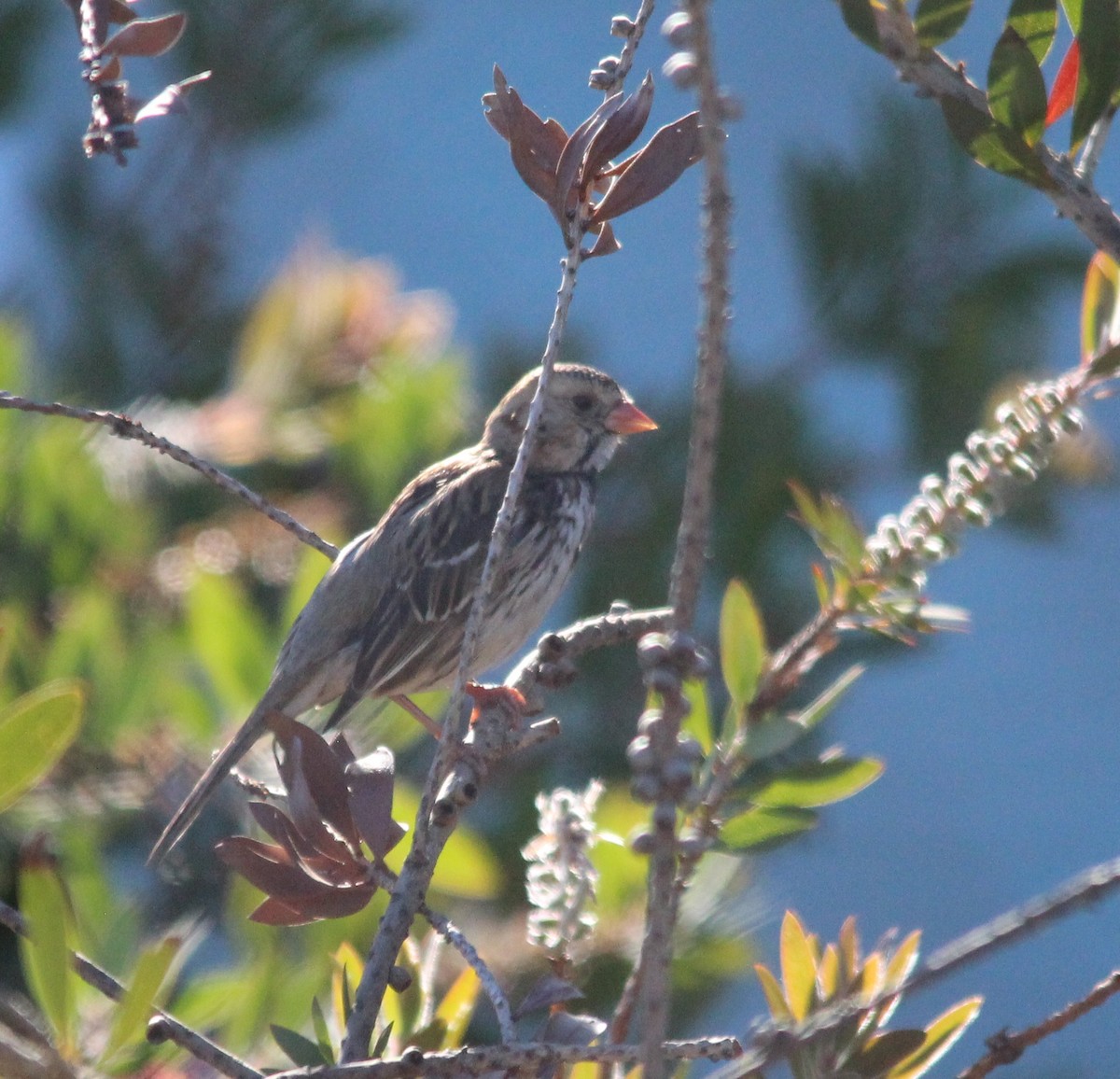 Harris's Sparrow - ML646654989