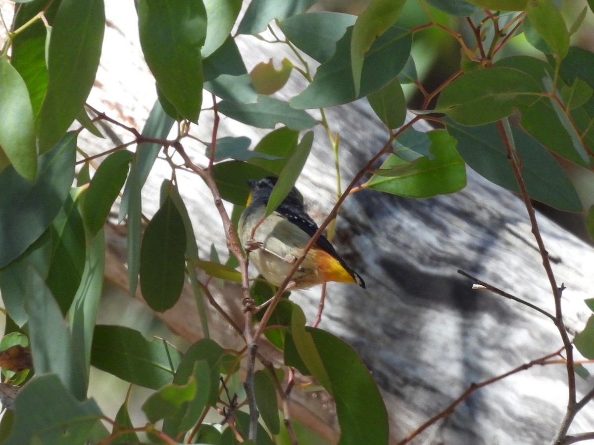 Spotted Pardalote (Yellow-rumped) - ML646654990
