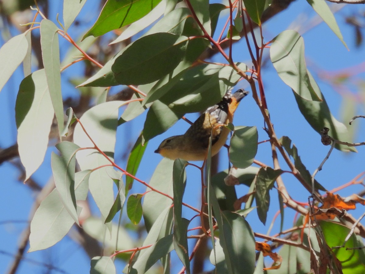 Spotted Pardalote (Yellow-rumped) - ML646654991