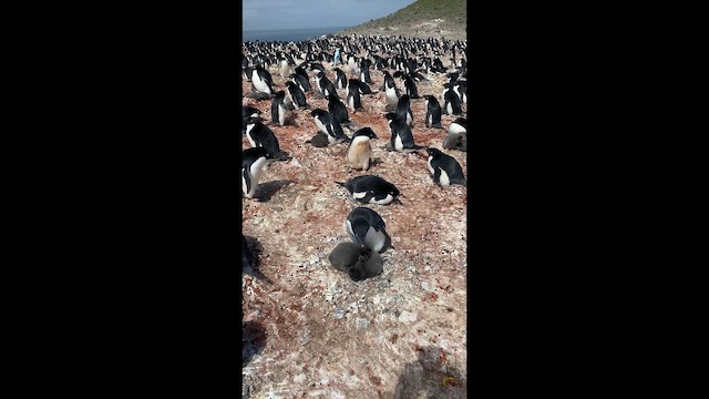 Adelie Penguin - ML646654992