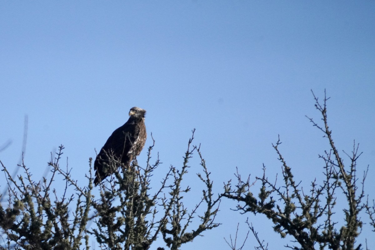 Bald Eagle - ML646654993