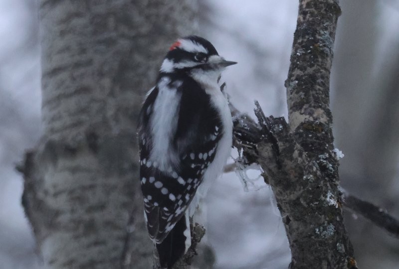 Downy Woodpecker - ML646654997
