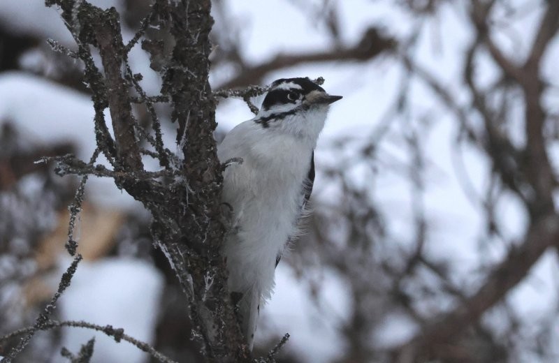 Downy Woodpecker - ML646654998
