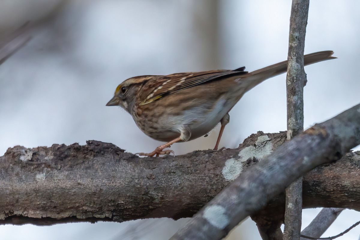 White-throated Sparrow - ML646654999