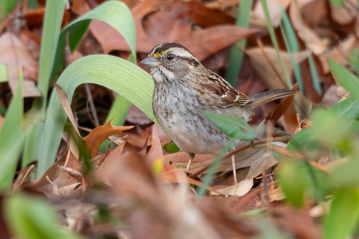 White-throated Sparrow - ML646655000