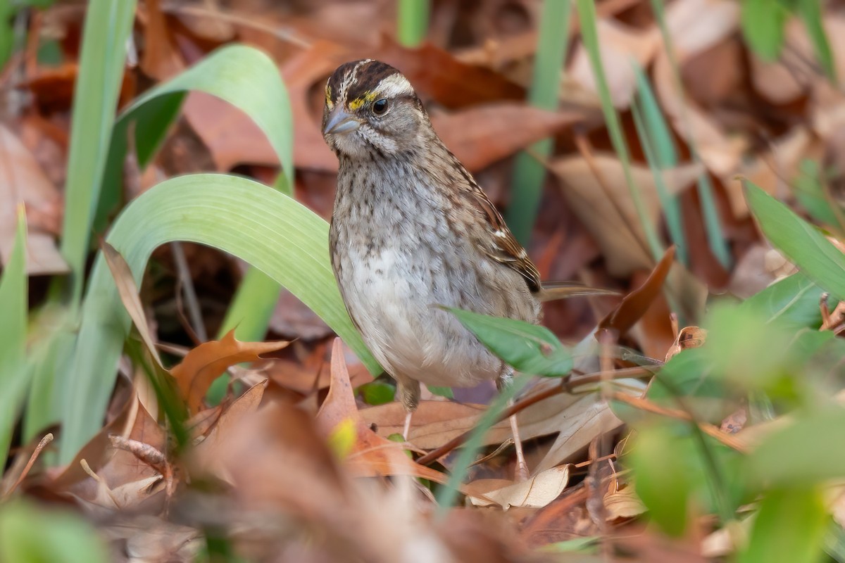 White-throated Sparrow - ML646655001