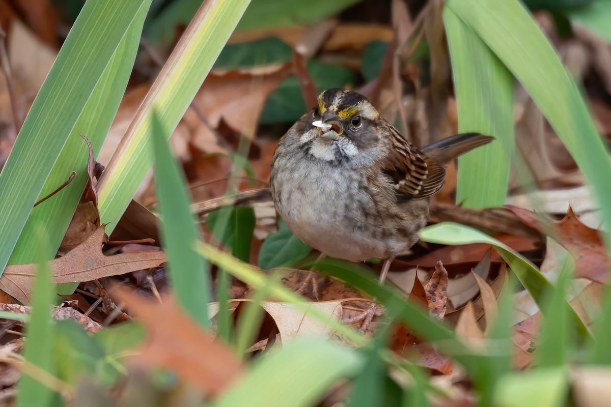 White-throated Sparrow - ML646655002