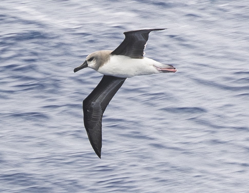 Boz Başlı Albatros - ML646655005