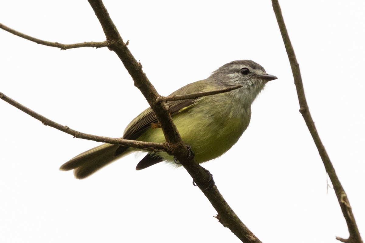 Rußkappen-Kleintyrann - ML646655007