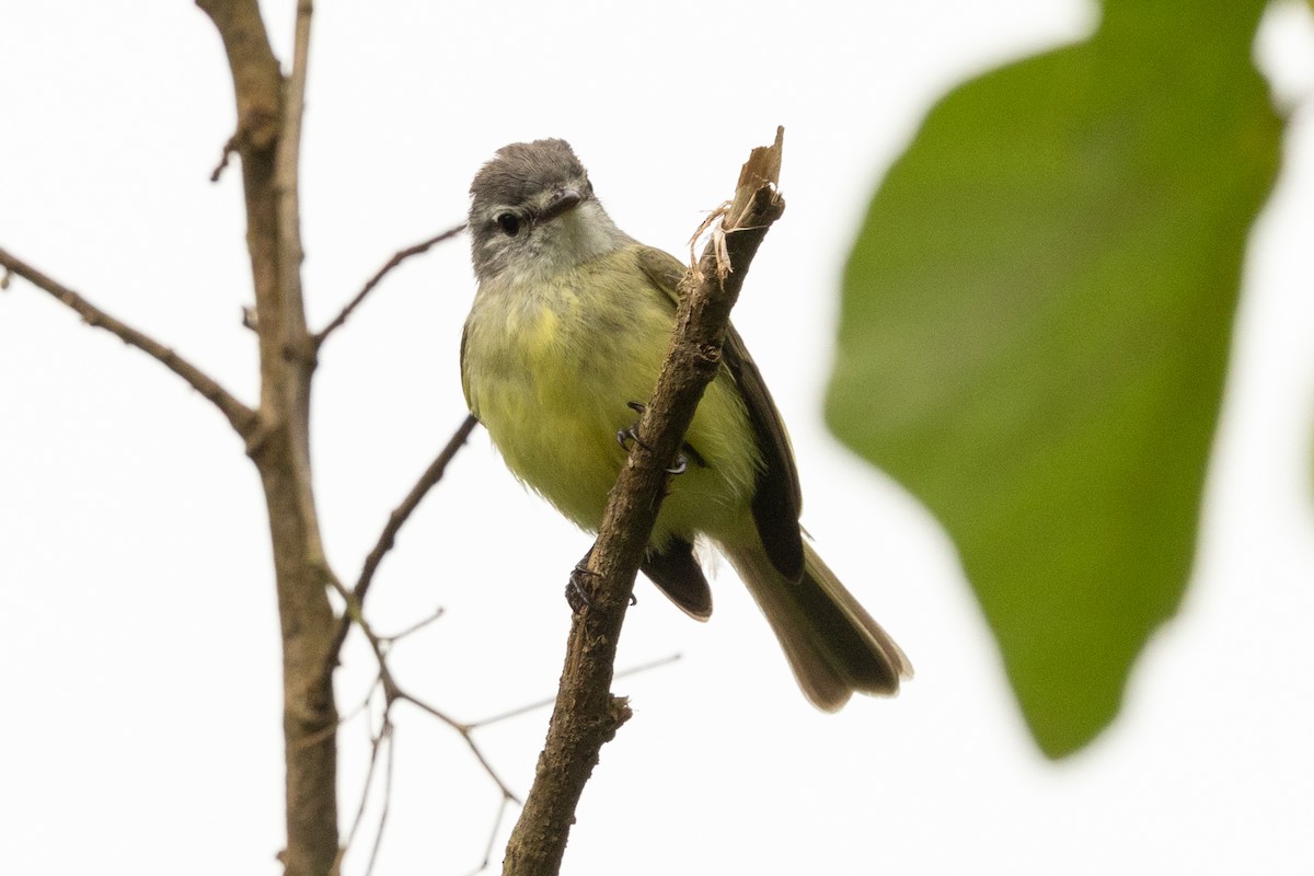 Sooty-headed Tyrannulet - ML646655008