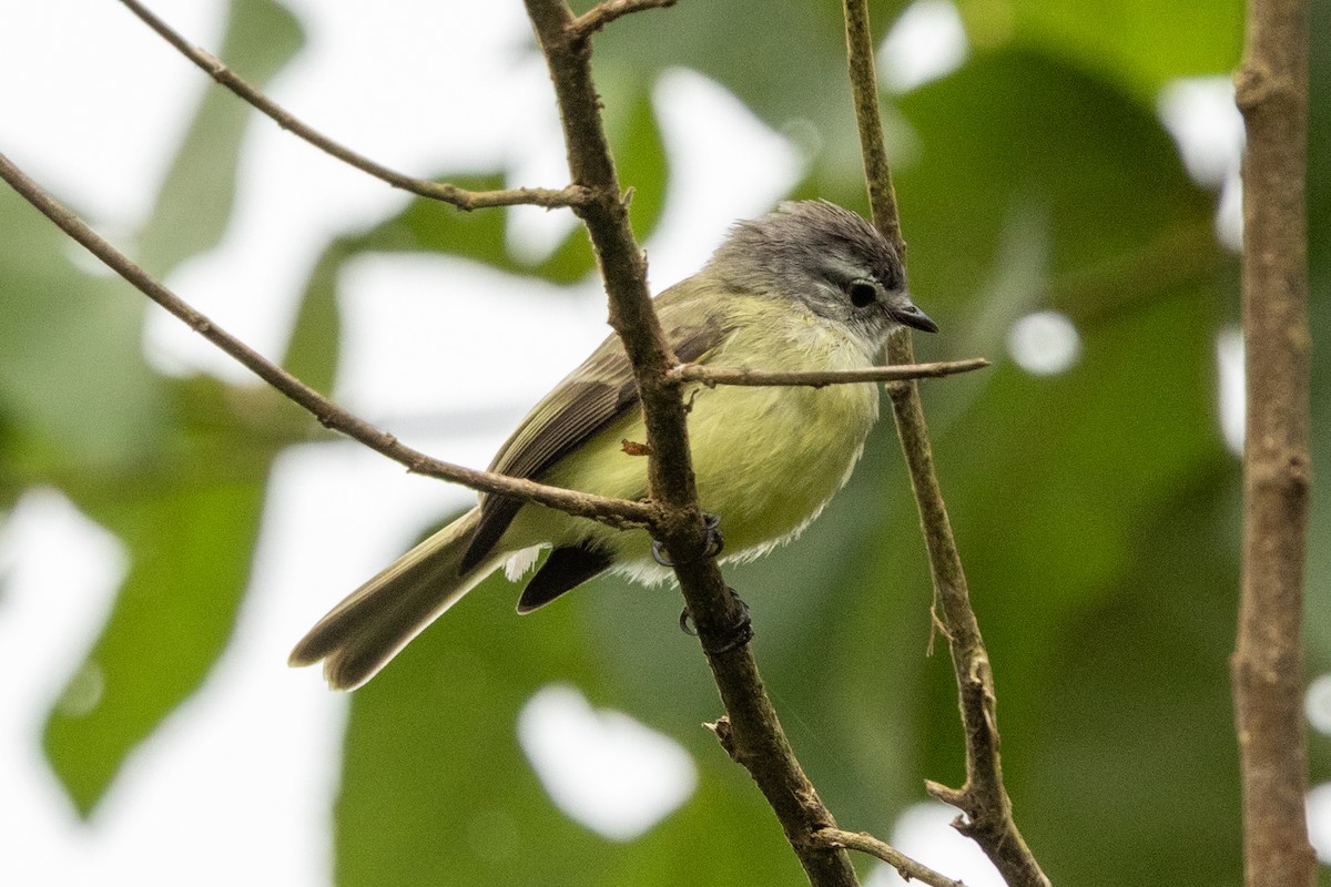 Sooty-headed Tyrannulet - ML646655009