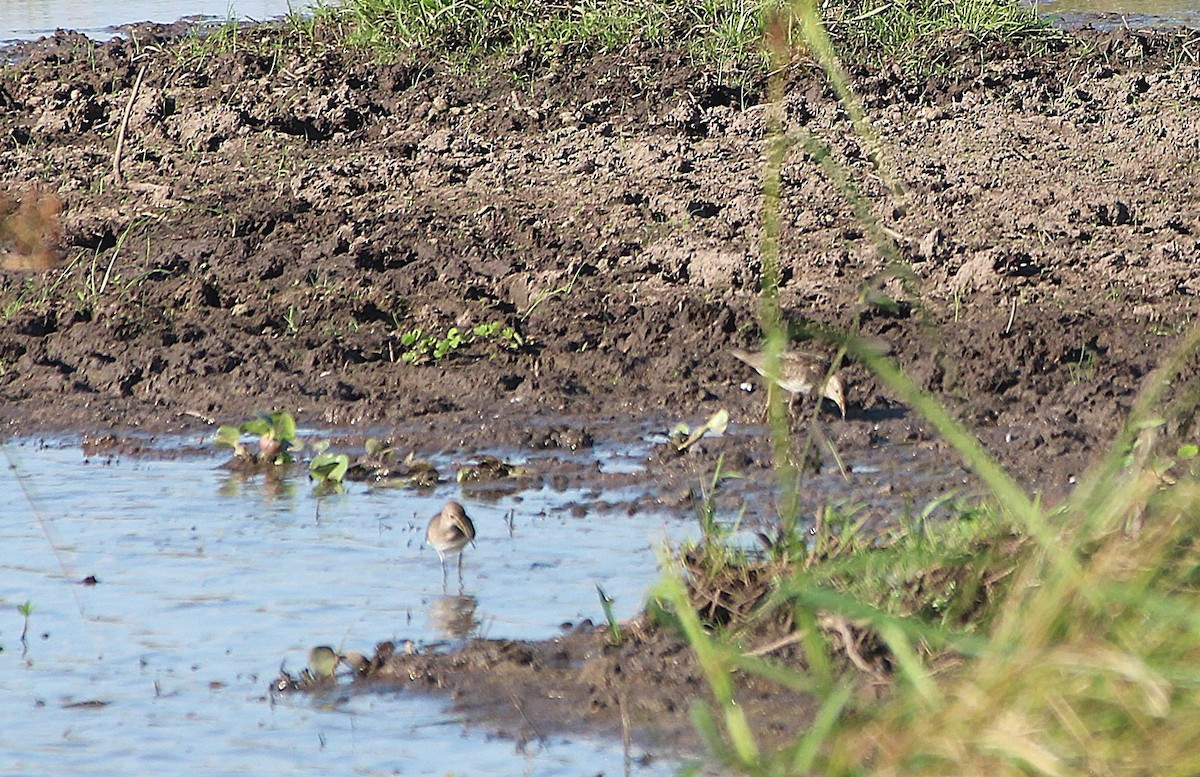 חופית כהת-חזה - ML646655010