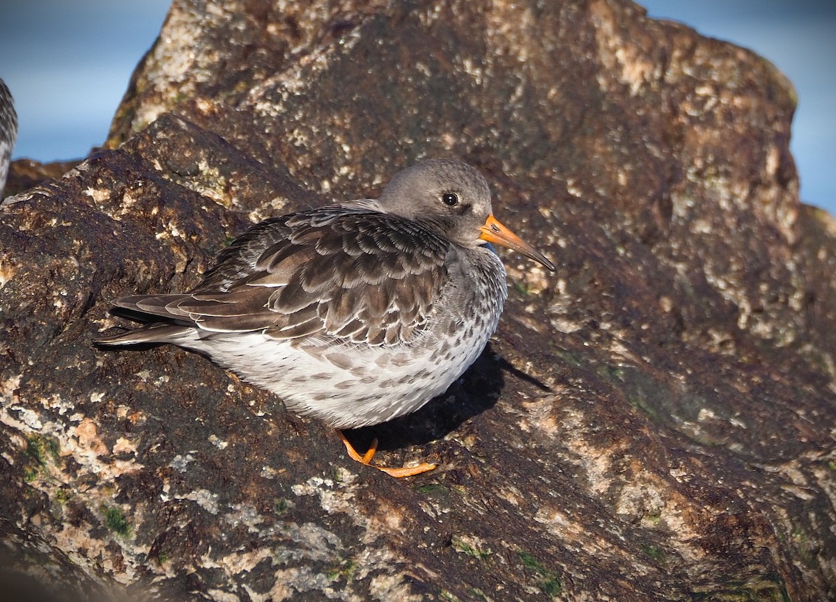 Purple Sandpiper - ML646655011