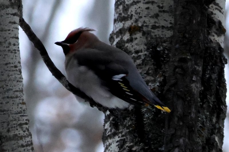 Bohemian Waxwing - ML646655013