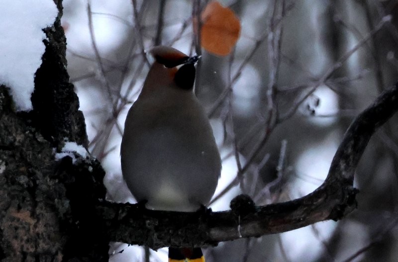 Bohemian Waxwing - ML646655014