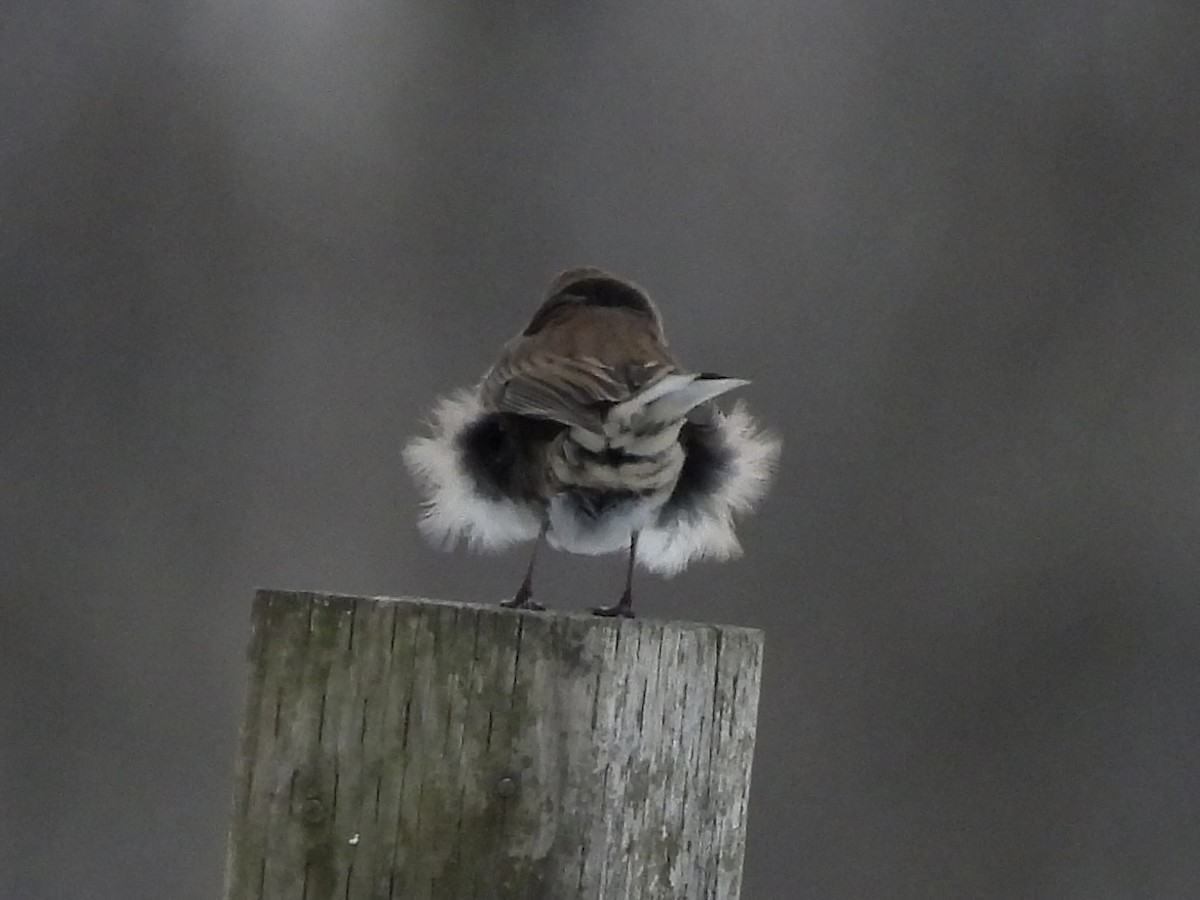 Junco ardoisé (hyemalis/carolinensis) - ML646655015