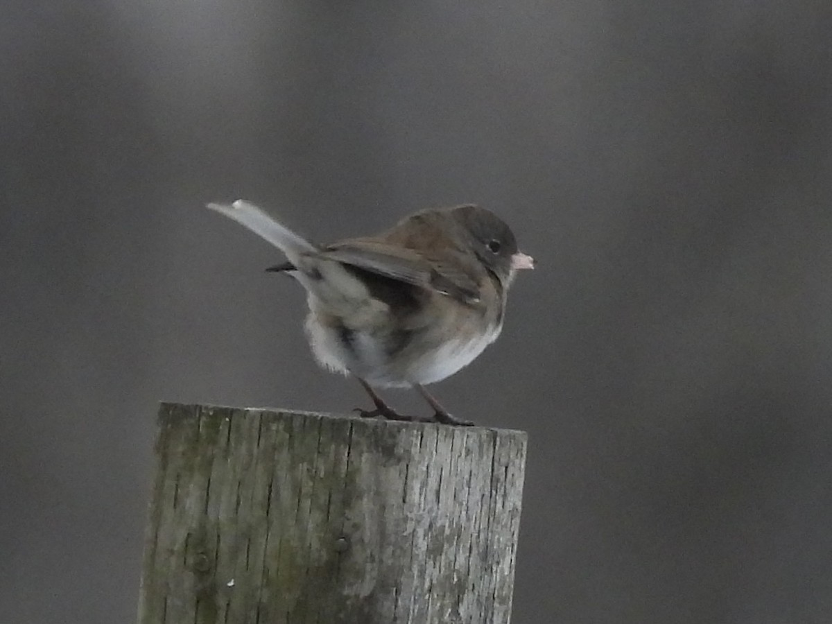 Junco ardoisé (hyemalis/carolinensis) - ML646655016