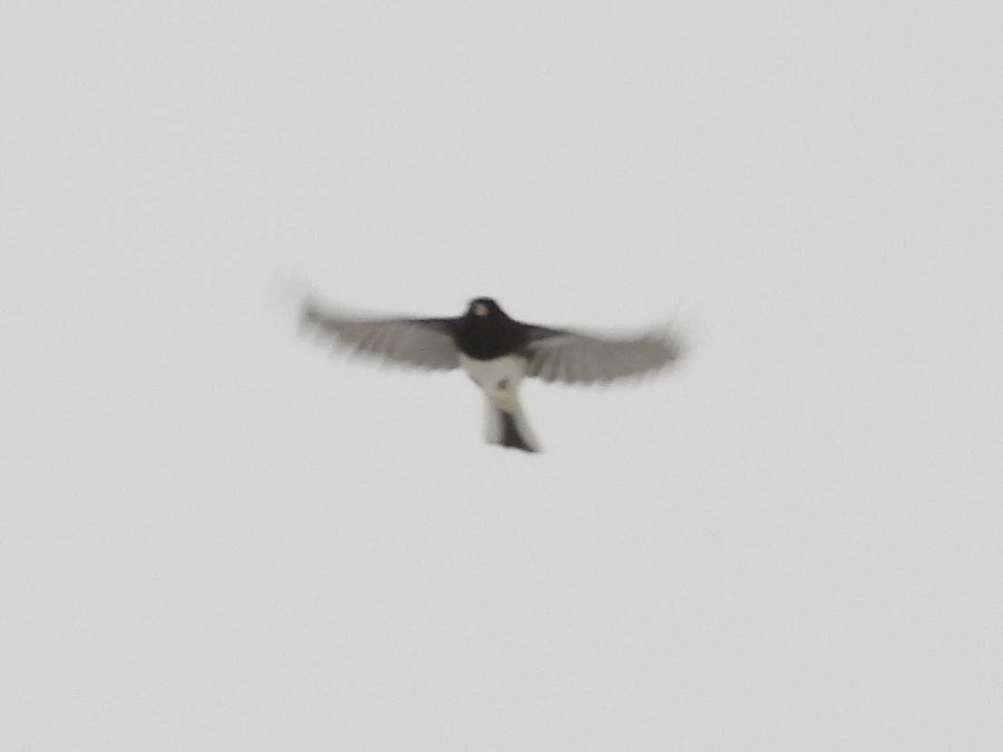 Junco ardoisé (hyemalis/carolinensis) - ML646655017