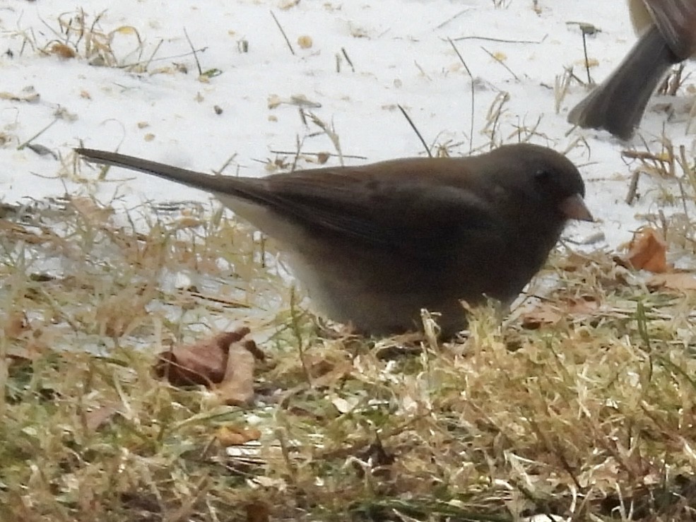 Junco ardoisé (hyemalis/carolinensis) - ML646655018