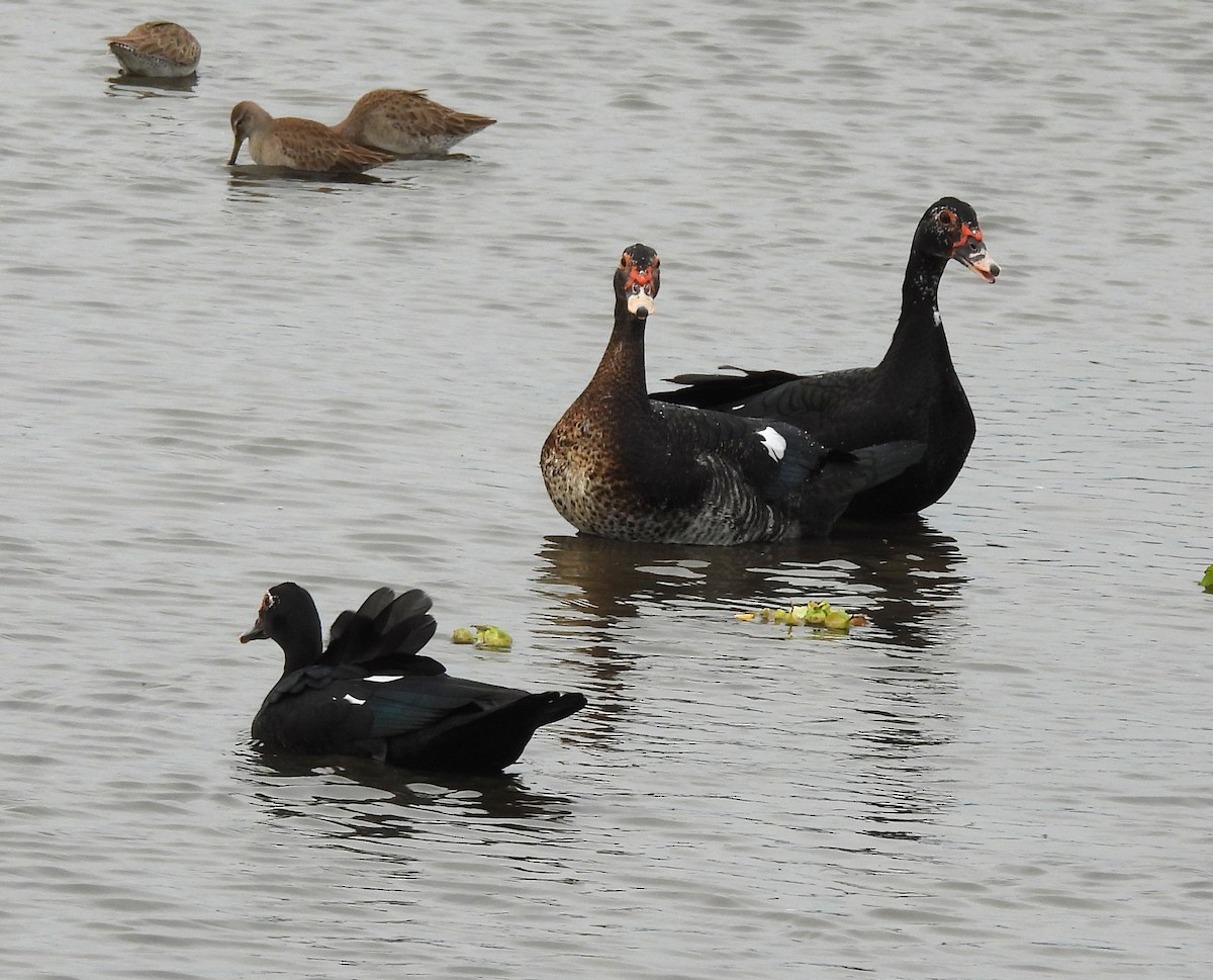 Качка мускусна (свійська) - ML646655019
