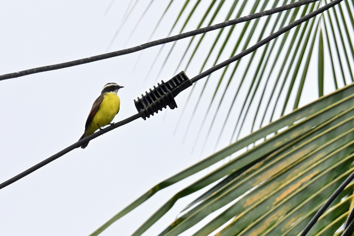 Rusty-margined Flycatcher - ML646655020