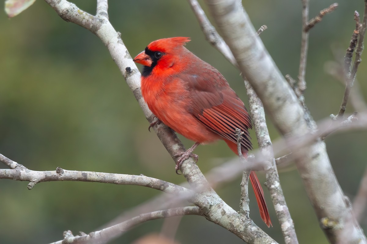 Northern Cardinal - ML646655021