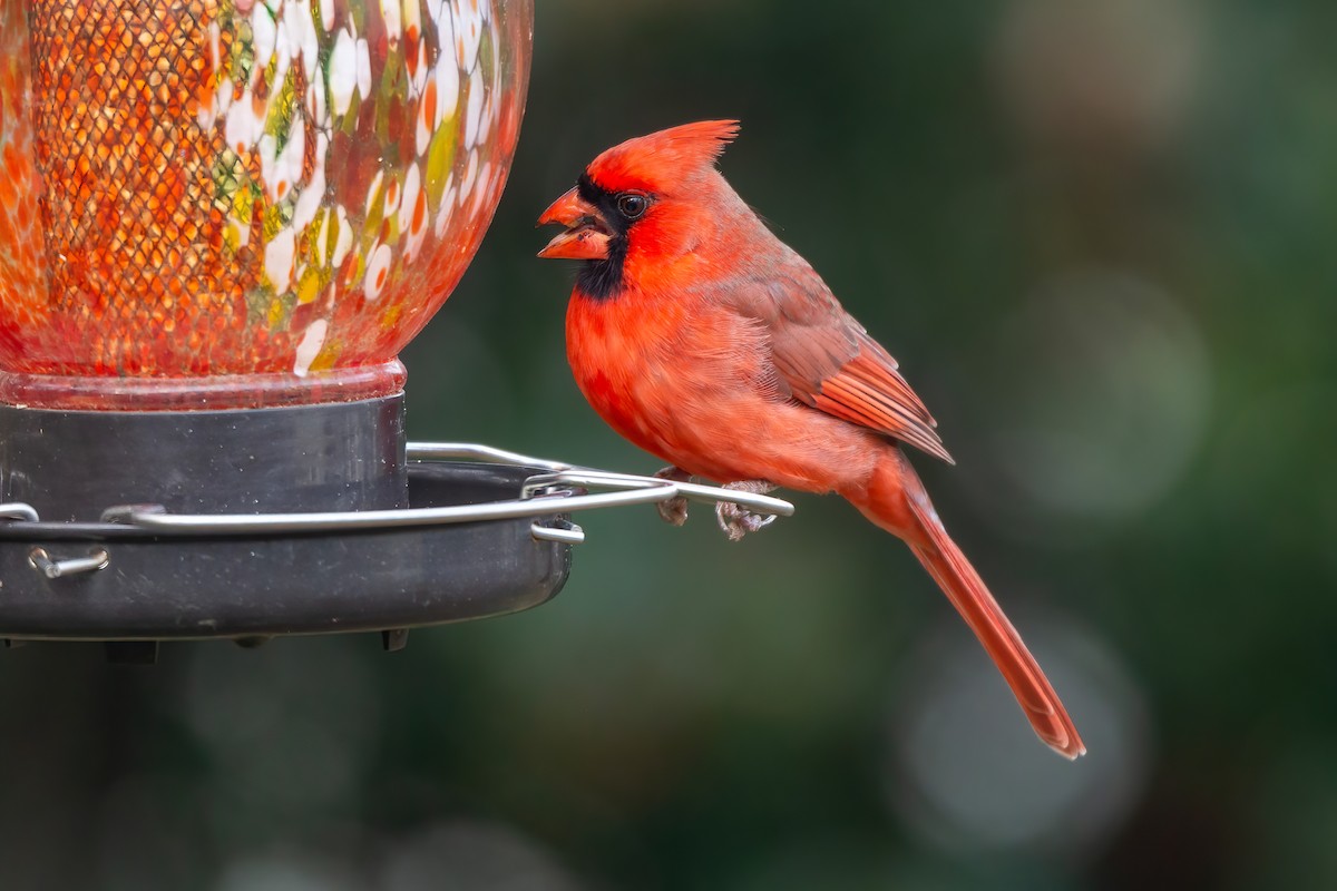 Northern Cardinal - ML646655022