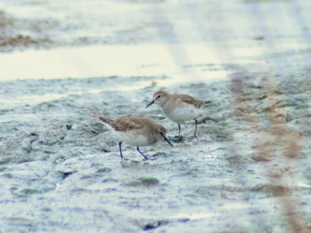 White-rumped Sandpiper - ML646655023