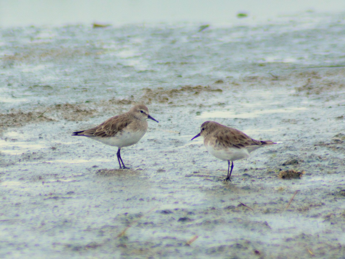 White-rumped Sandpiper - ML646655024