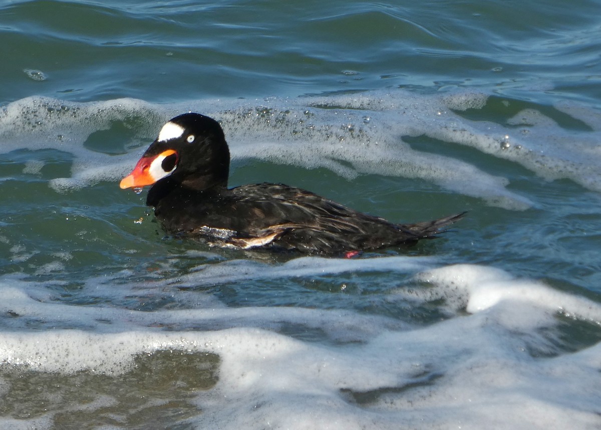 Surf Scoter - ML646655025