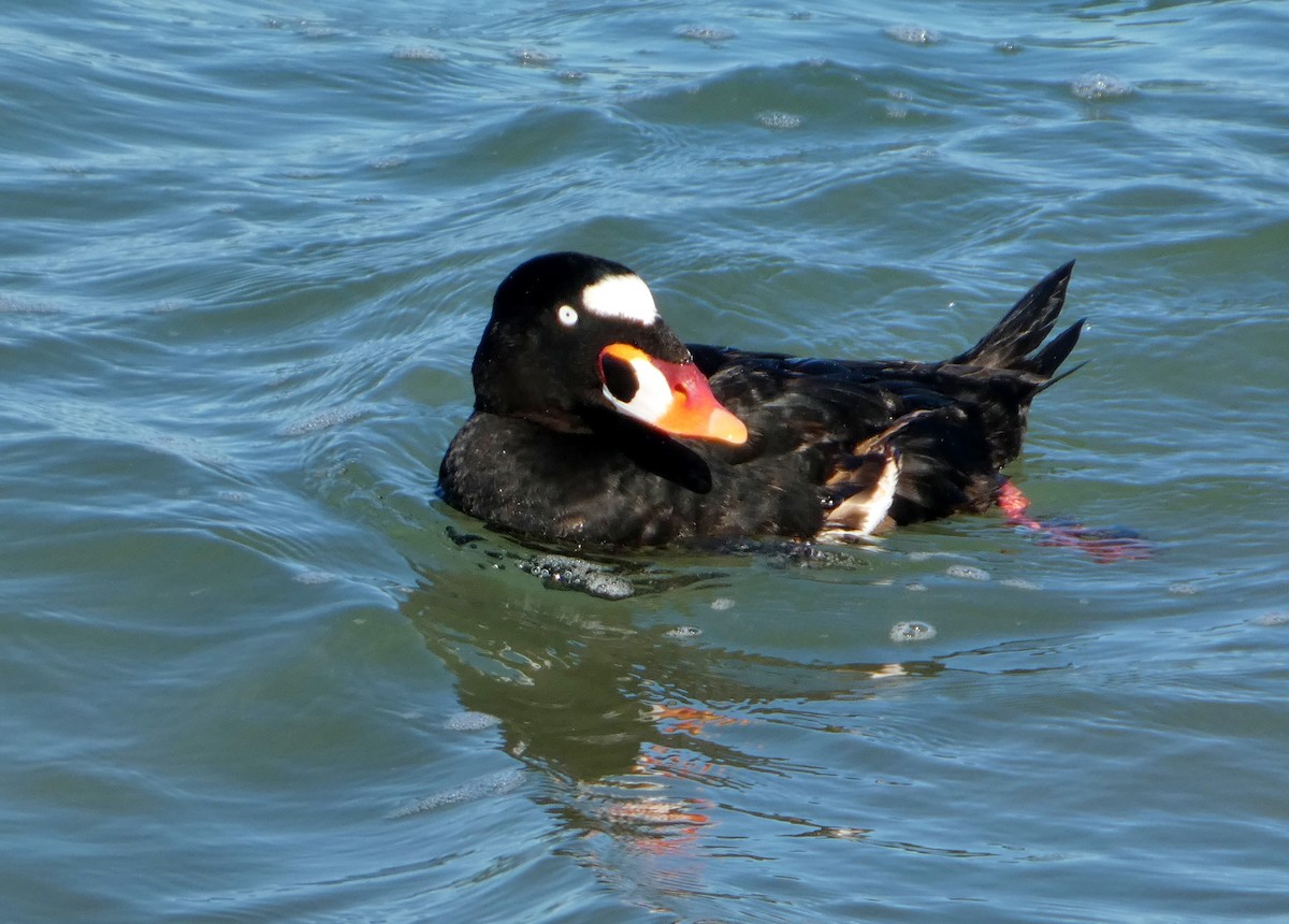 Surf Scoter - ML646655026