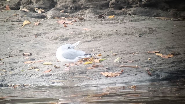 Bonaparte's Gull - ML646655027