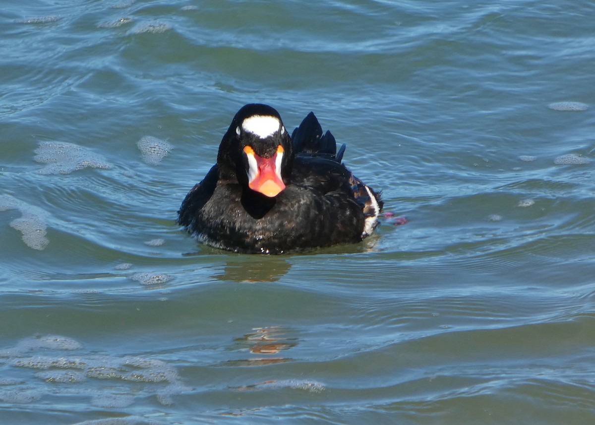 Surf Scoter - ML646655028
