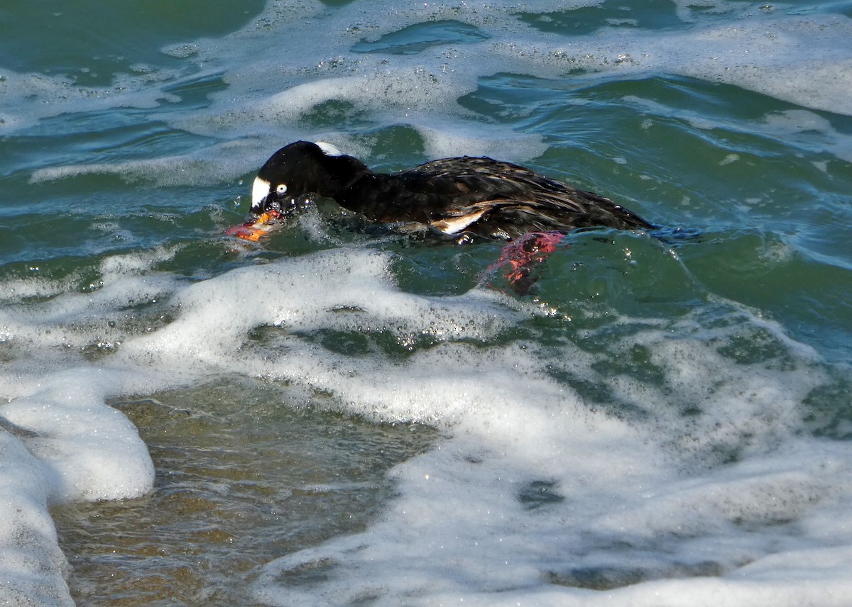 Surf Scoter - ML646655029