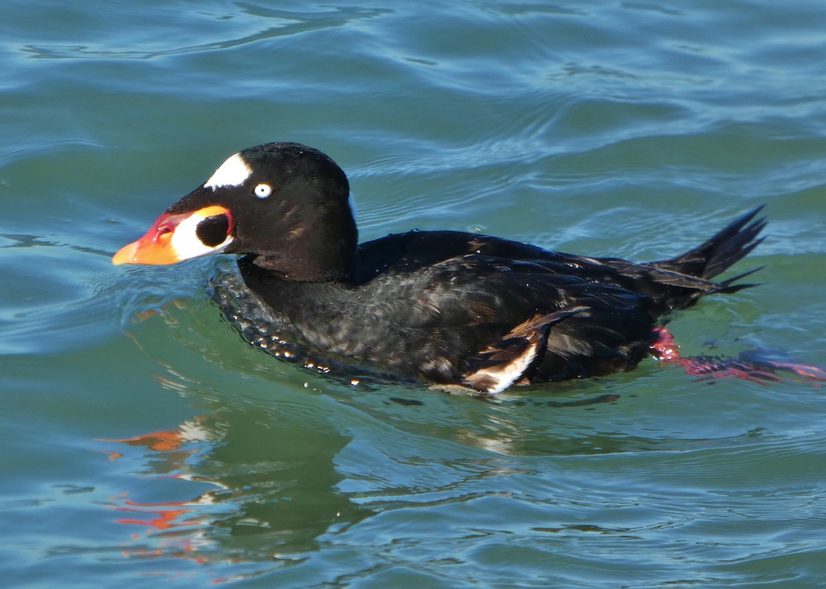 Surf Scoter - ML646655030
