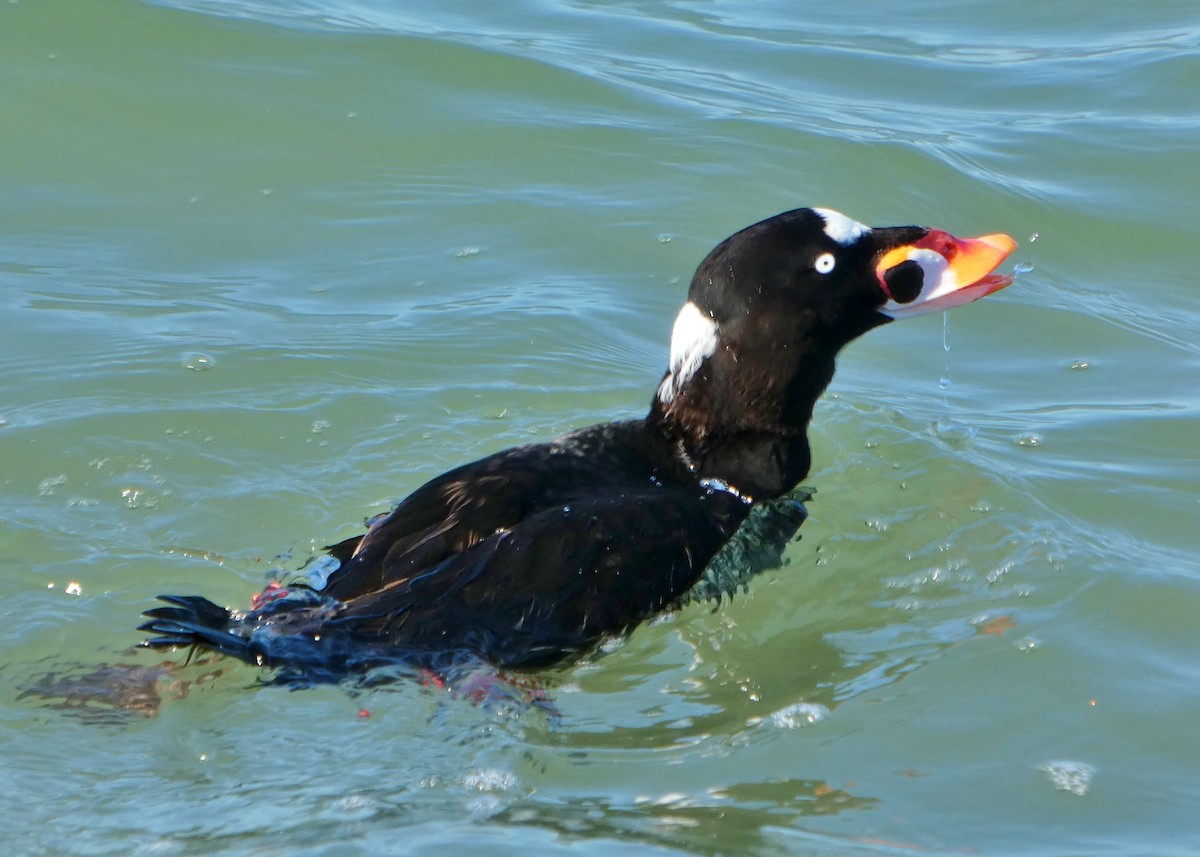 Surf Scoter - ML646655031