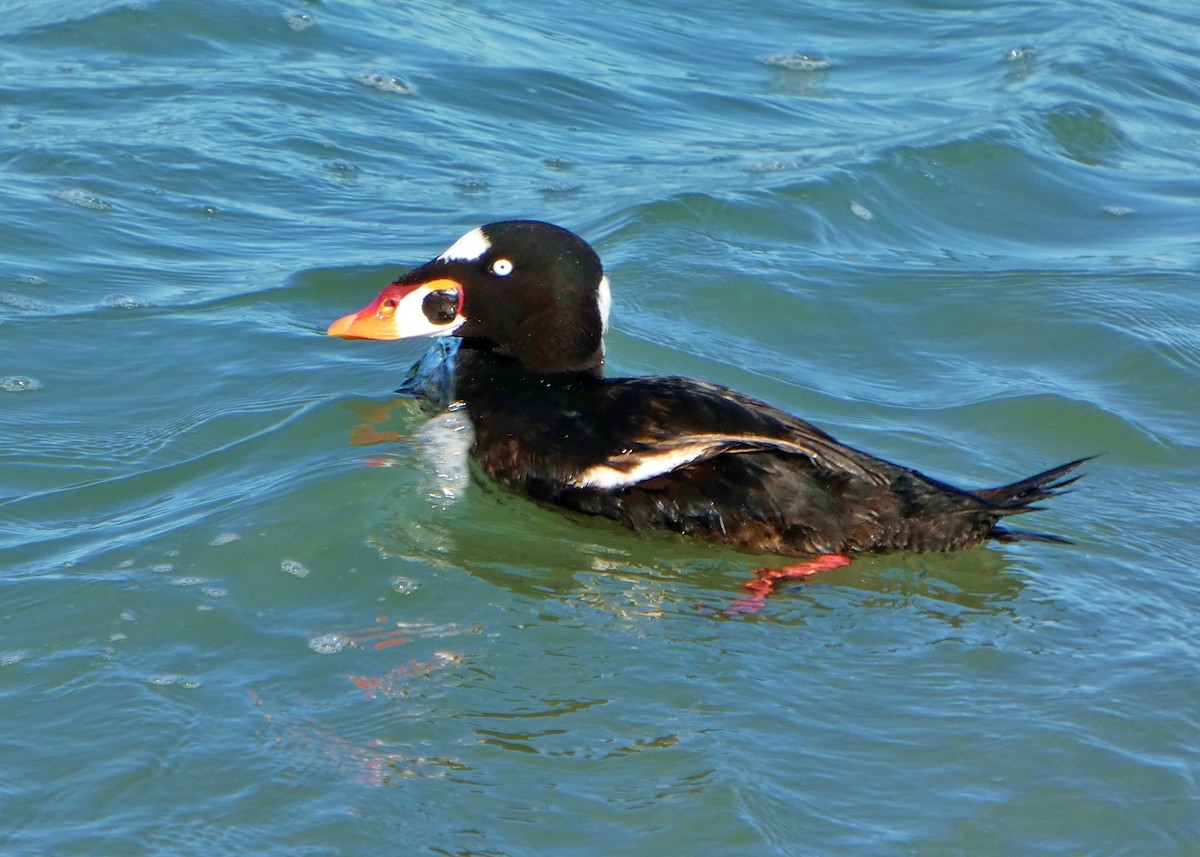 Surf Scoter - ML646655032