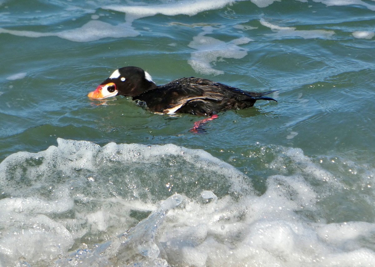Surf Scoter - ML646655033