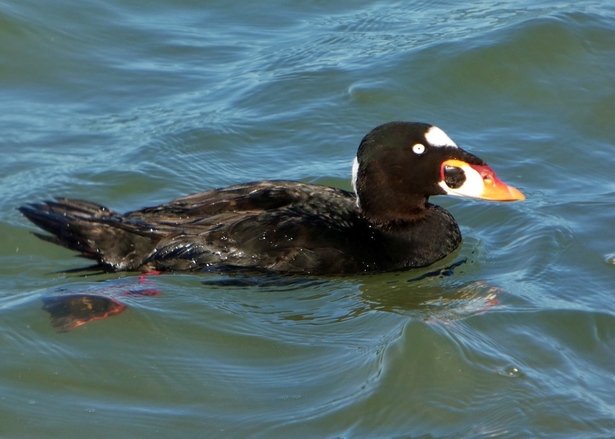 Surf Scoter - ML646655035