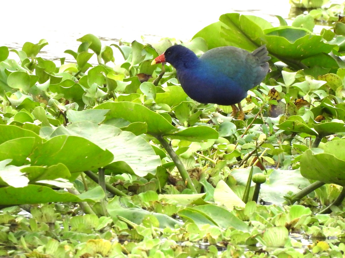 Purple Gallinule - ML646655036