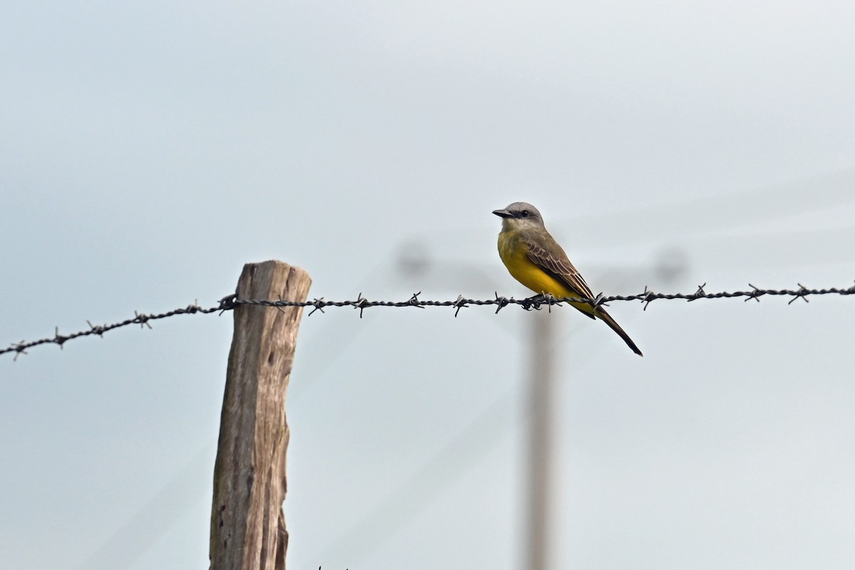Tropical Kingbird - ML646655038