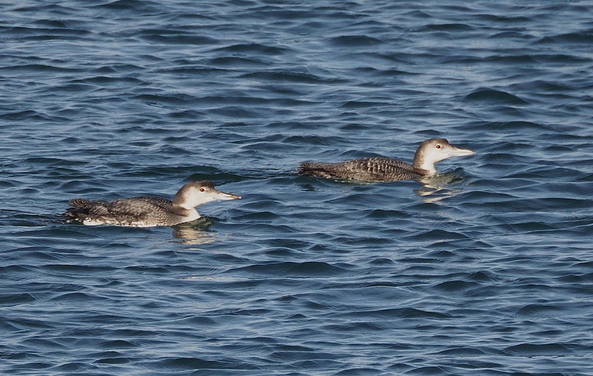 Common Loon - ML646655040