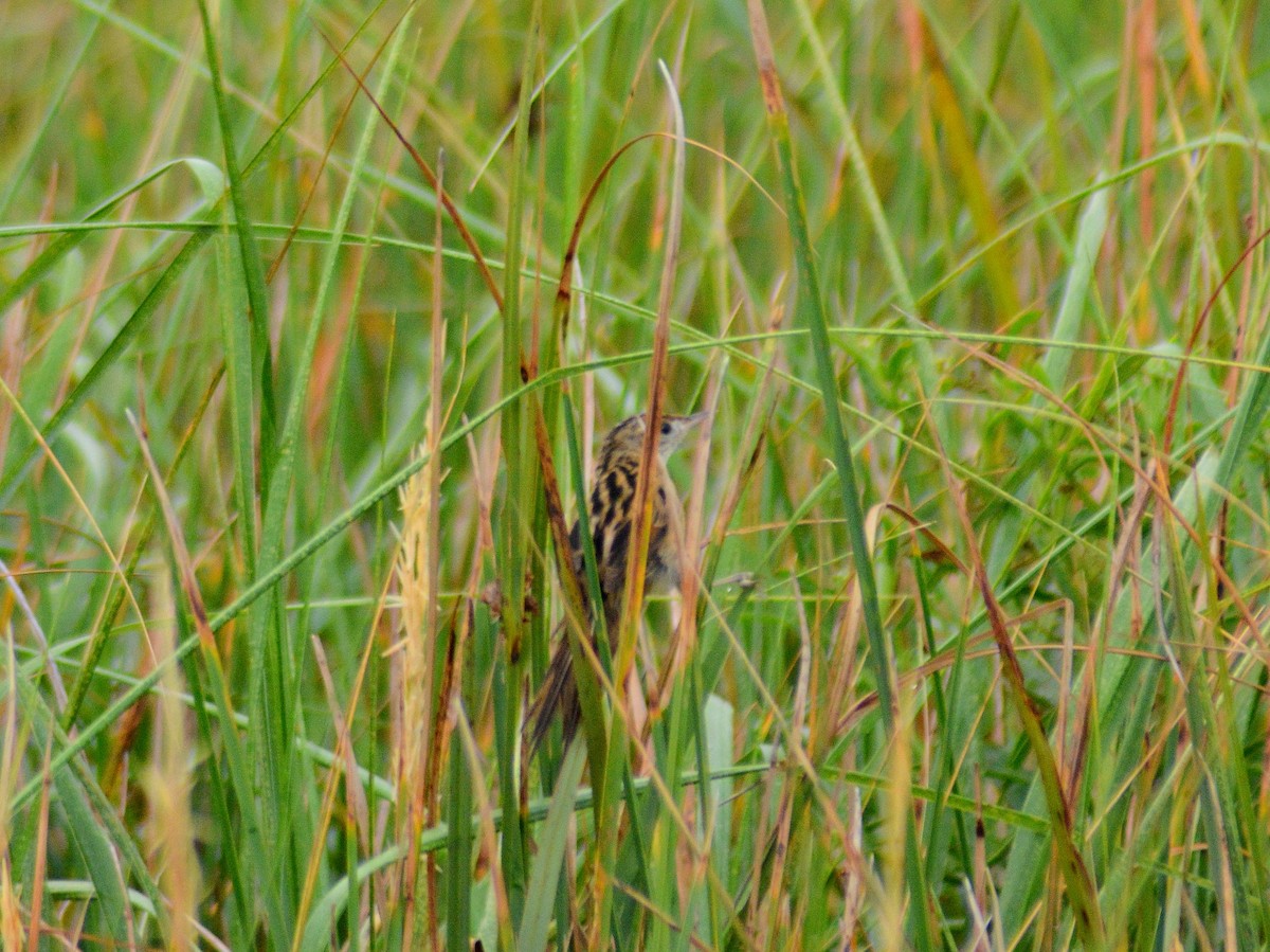 Bay-capped Wren-Spinetail - ML646655042