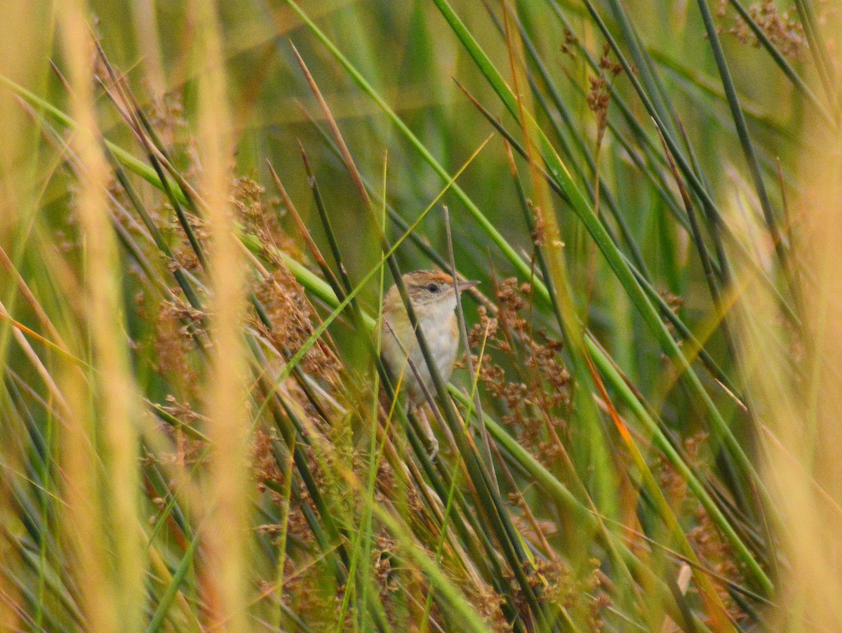 Bay-capped Wren-Spinetail - ML646655043