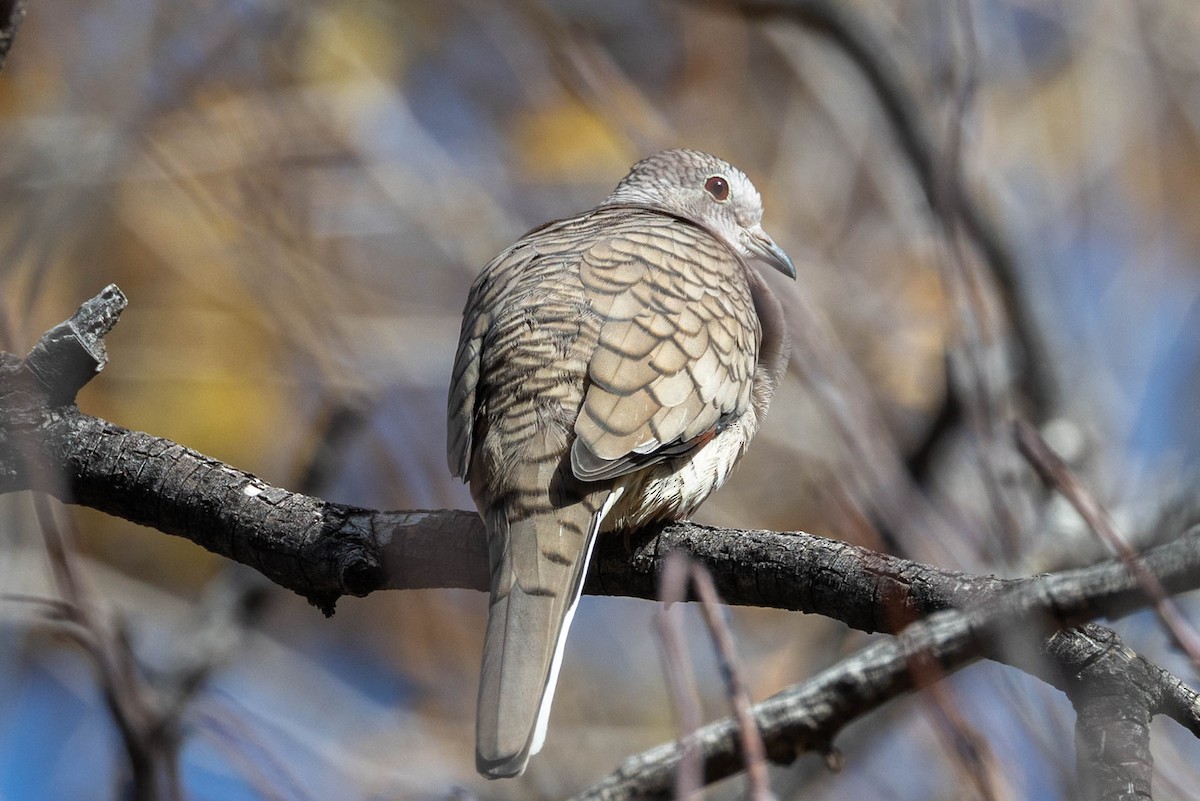 Inca Dove - ML646655044