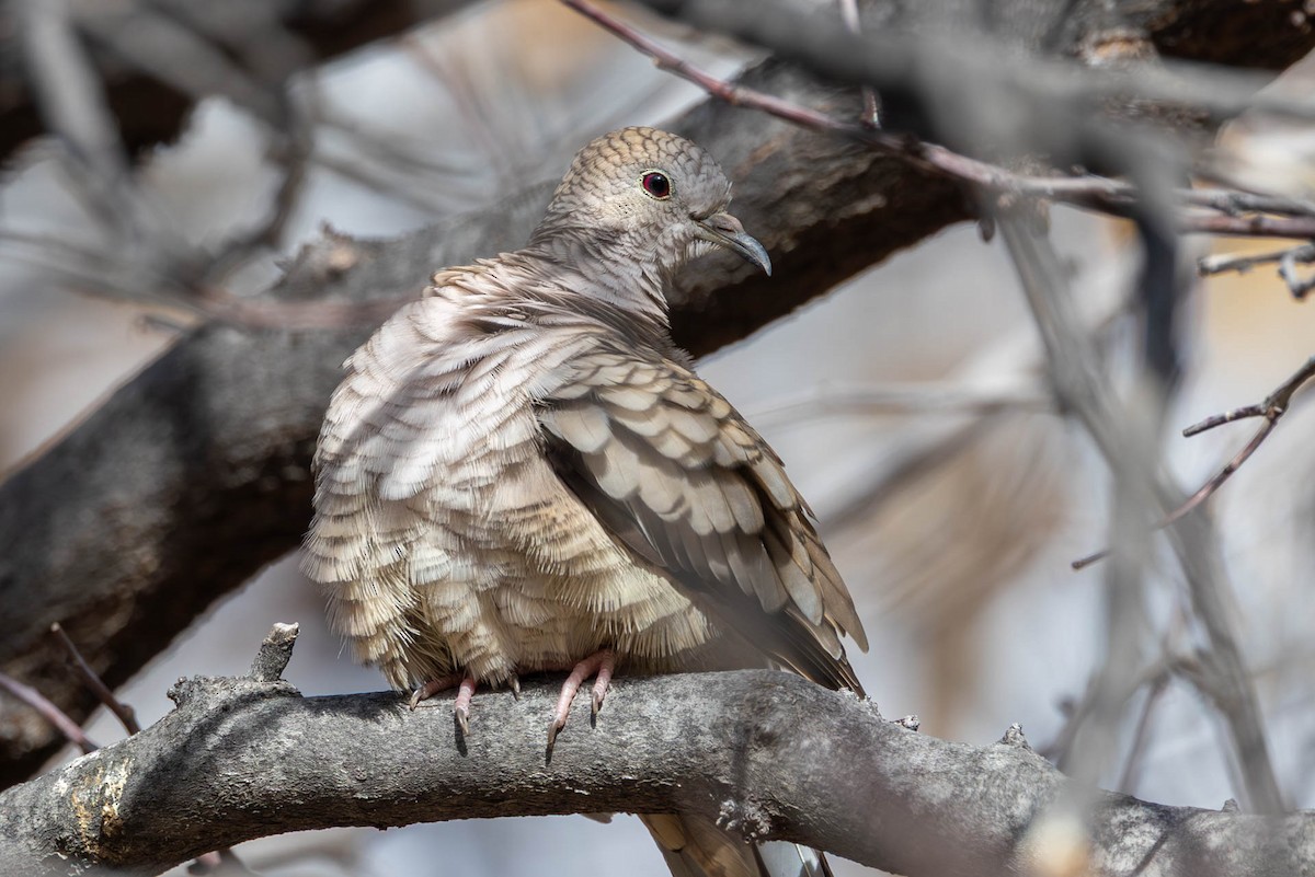 Inca Dove - ML646655045