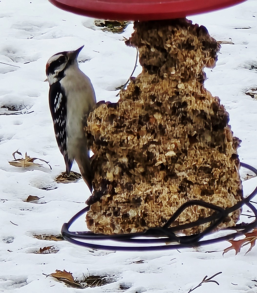 Downy Woodpecker - ML646655046